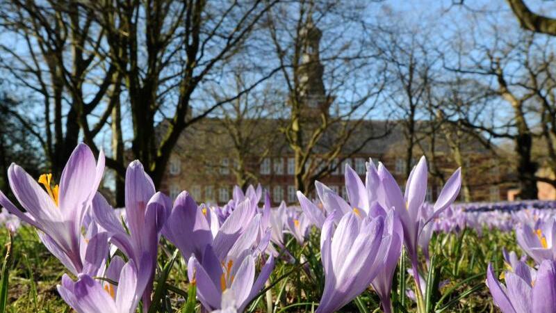 Blühende Krokusse in Husum