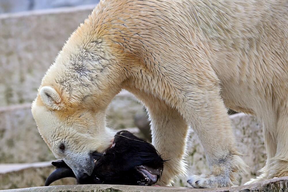 Für den Artenschutz töten Zoos Tiere und verfüttern sie