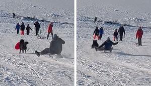 Aus dem Weg gerodelt: Hund überrascht mit Wintersportambitionen