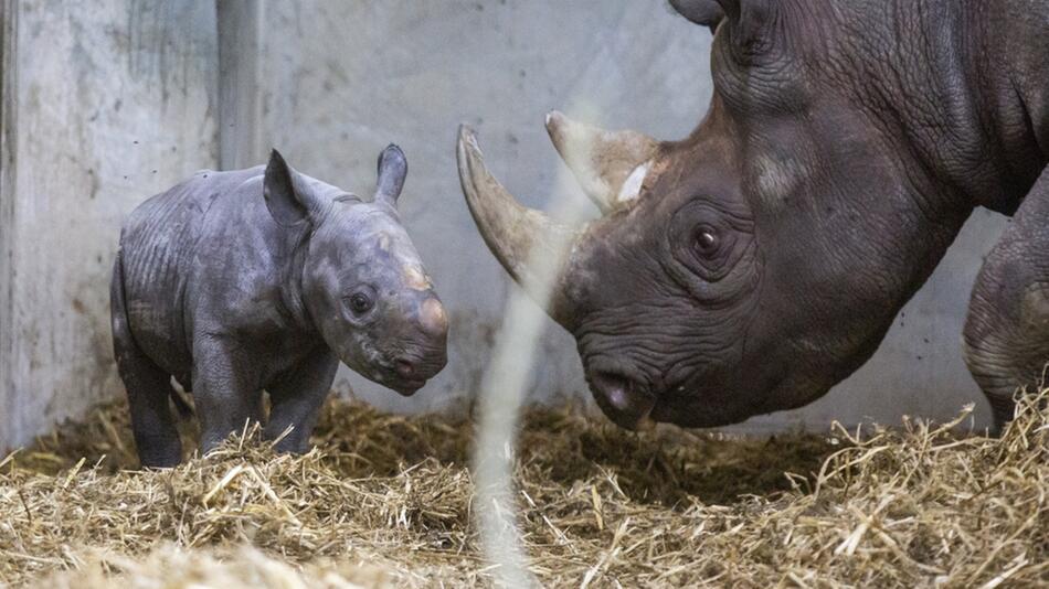 Spitzmaulnashorn, Flamingo Land Zoo, Malton, England, Großbritannien, bedrohte Tierart, 2021