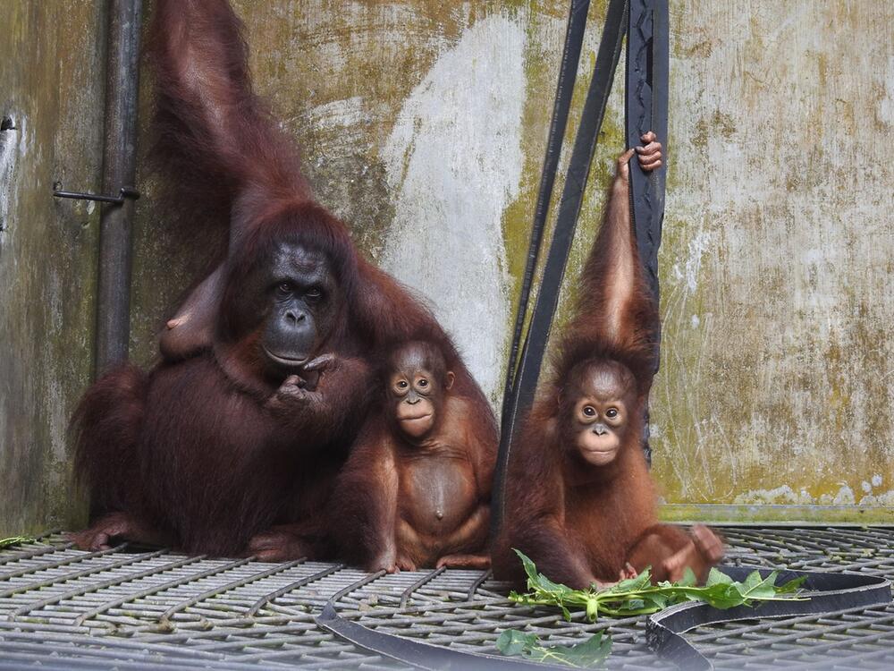 Orang-Utan-Mama Du auf Borneo