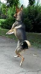 Hund hüpft wie ein Känguru – „Laaki“ wurde bei russischem Angriff verletzt