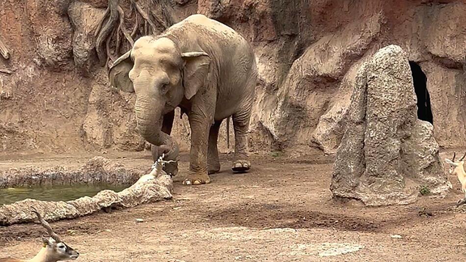 Held am Wasserloch: Elefant rettet Gazelle vor dem Ertrinken