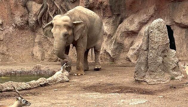 Held am Wasserloch: Elefant rettet Gazelle vor dem Ertrinken