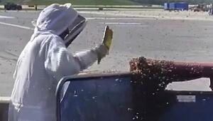 Ungebetene Passagiere: 20.000 Bienen belagern Gepäckwagen am Flughafen