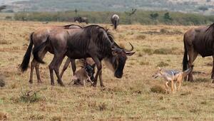 Schützende Herde: Gnus retten minutenaltes Kalb vor Schakalen