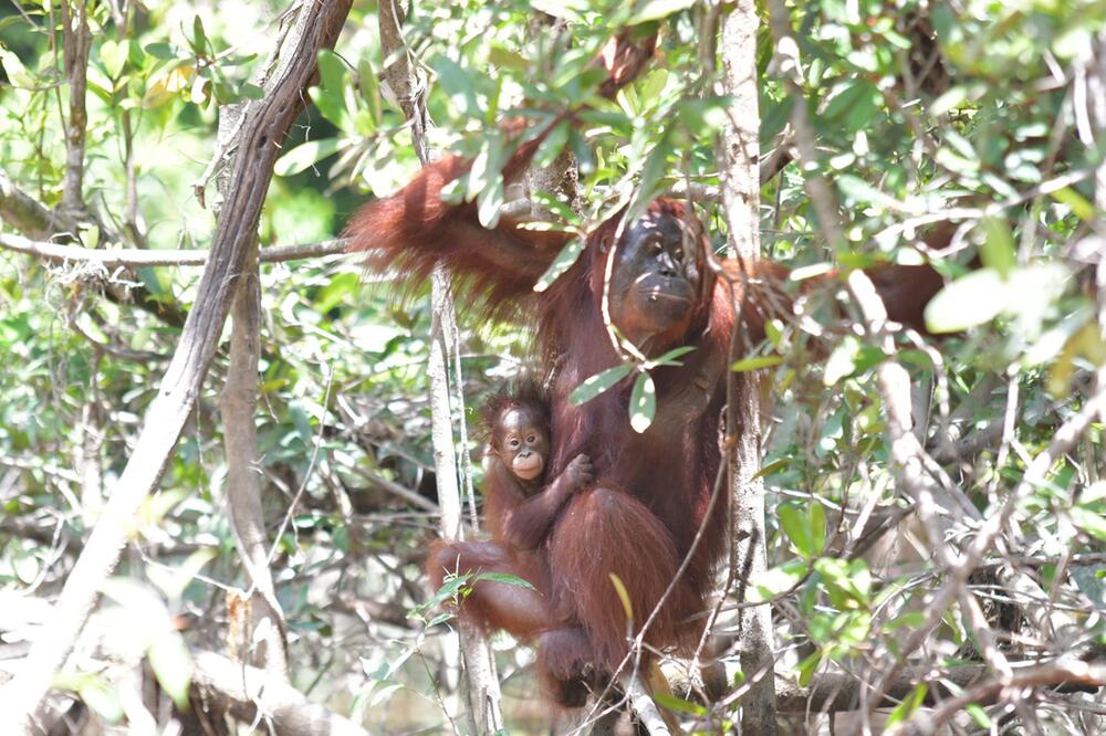 Orang-Utan-Mama Du auf Borneo