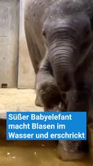 Süßer Baby-Elefant macht Blasen im Wasser und erschrickt