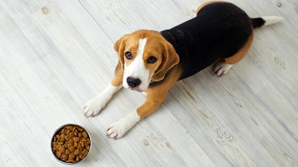 Ein Hund mit einem Futternapf