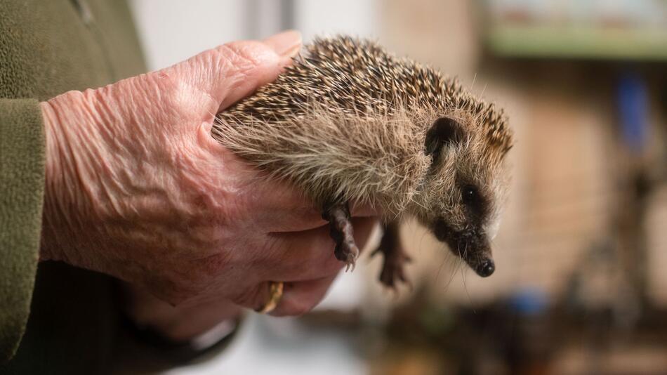 Igel-Retterin Oehl muss aufhören