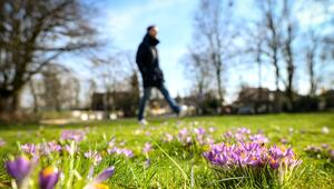 Ein Spaziergänger geht im Frühling über eine Wiese mit Krokussen