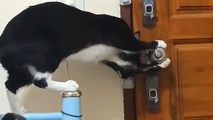 Unglaublich schlau: Katze dreht Türknauf