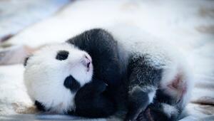 Panda-Nachwuchs im Zoo Berlin