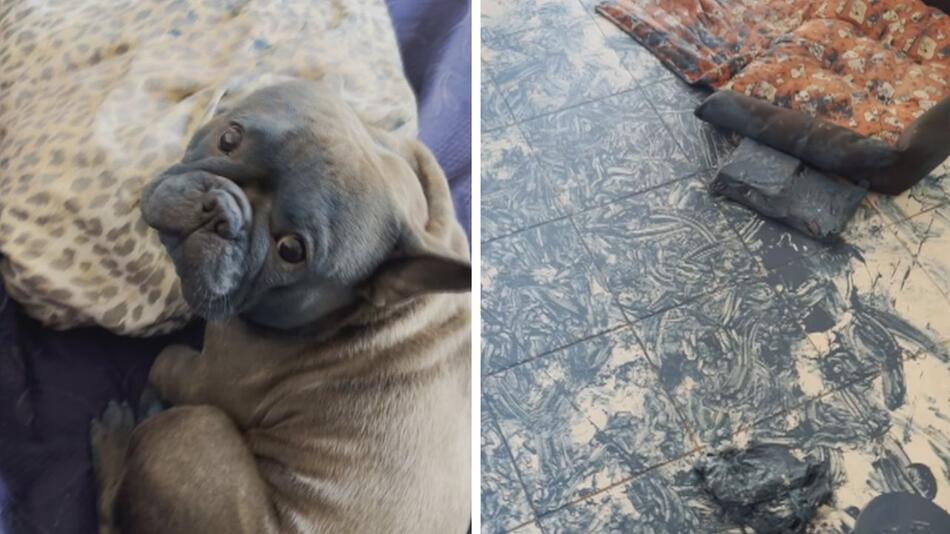 Tierischer Picasso: Hund sorgt mit Farbdose für Chaos