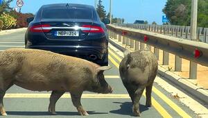Coole Säue: Schweine blockieren entspannt den Verkehr