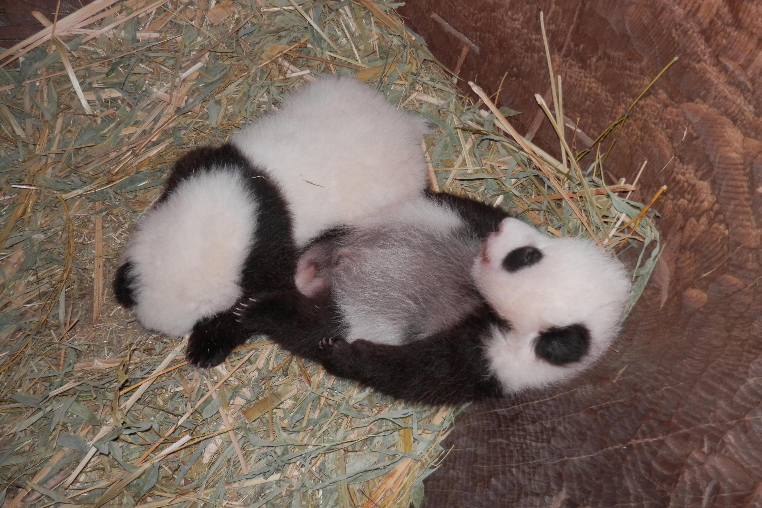 Panda Zwillinge In Schönbrunn Abstimmung Für Name Läuft Gmxat
