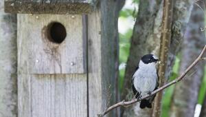 Vogel vor Nistkasten
