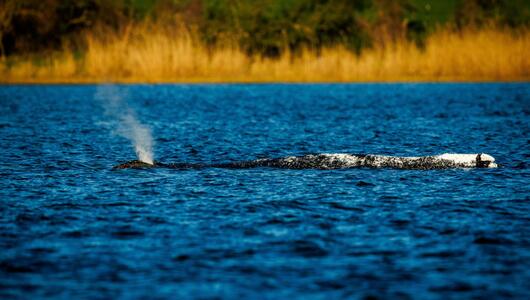 Buckelwal in der Ostsee