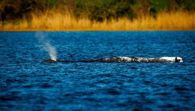 Buckelwal in der Ostsee
