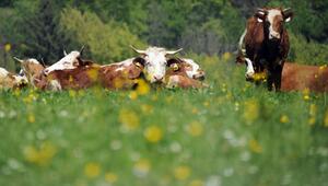 In Tirol kam es zu der Kuh-Attacke