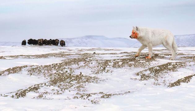 Arktischer Wolf und eine Herde Moschusochsen im Hintergrund