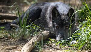 Wolf nach Fund toter Ziegen in Tirol ohne Abschussverordnung erlegt
