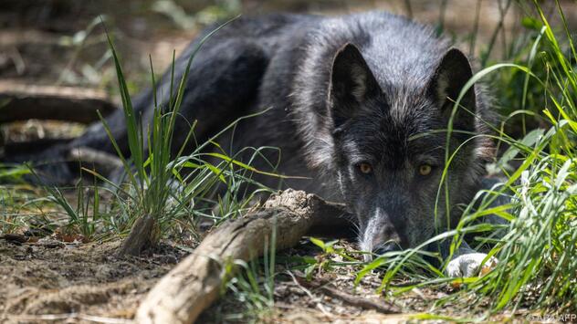 Wolf nach Fund toter Ziegen in Tirol ohne Abschussverordnung erlegt