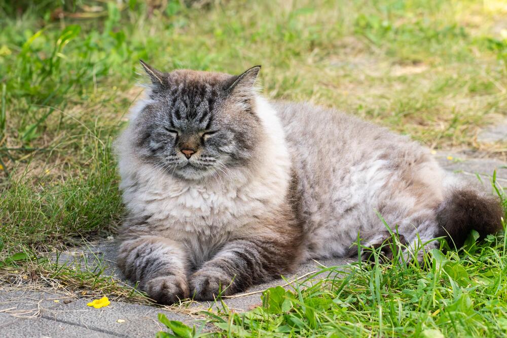 Sibirische Katze