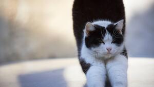 Frontalaufnahme: Eine schwarz-weiße Katze streckt sich.
