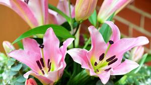 Lilien in einem Strauß