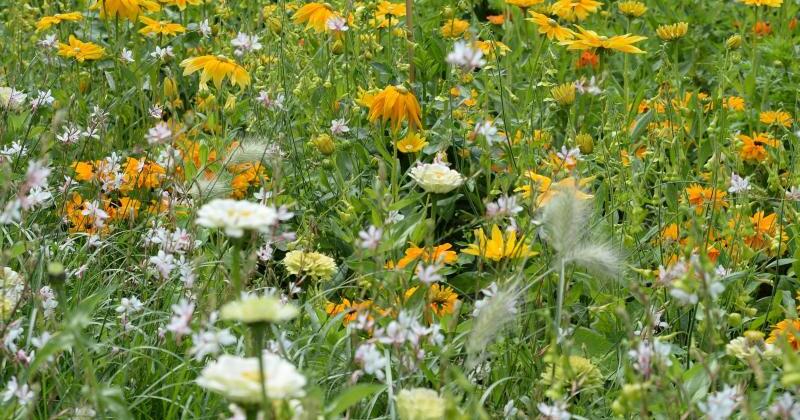 Blumenwiese statt Rasen für Gartenbesitzer mit wenig Zeit | GMX.AT