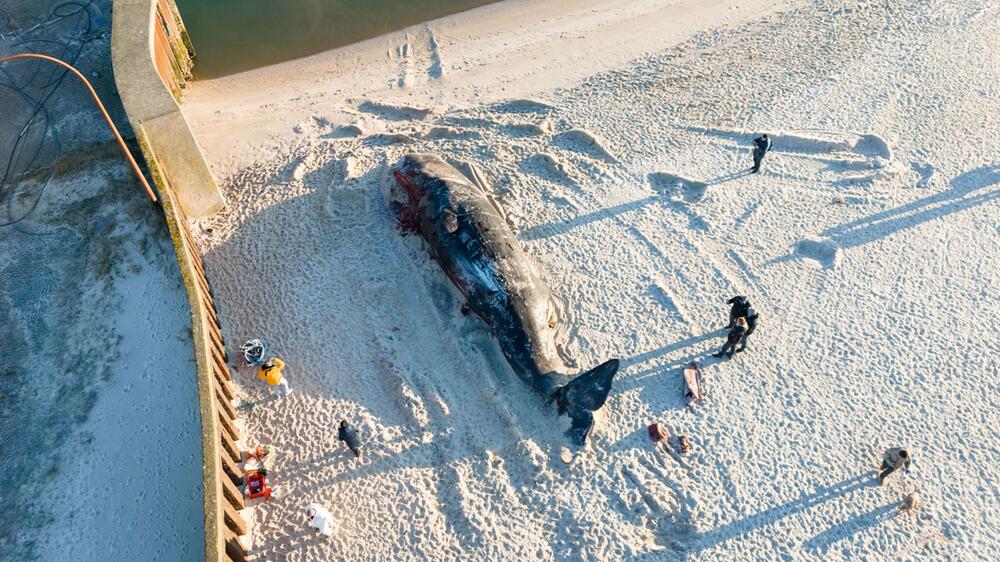 Toter Pottwal am Strand von Sylt