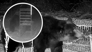 Falle ausgeschaltet: Schlauer Bär hält Jäger zum Narren