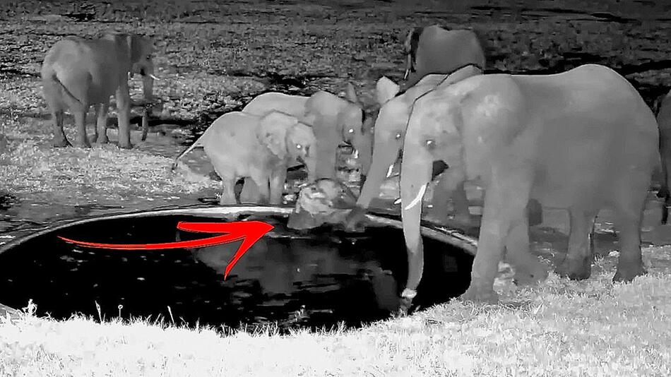 Kleiner Elefant rutscht in Wasserloch – Herde ist sofort zur Stelle