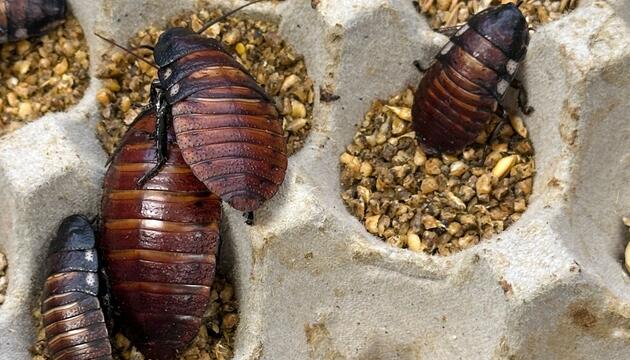 Illegal gezüchtete Schaben in Australien beschlagnahmt