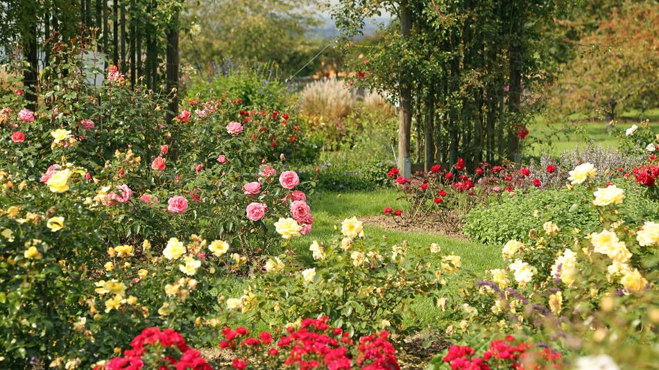 Rosen im Garten
