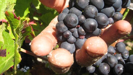 Prozess um "Weinlese der Schande" startet in Frankreich