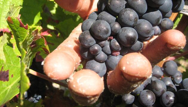Prozess um "Weinlese der Schande" startet in Frankreich