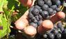 Prozess um "Weinlese der Schande" startet in Frankreich