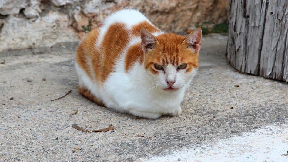 Katze