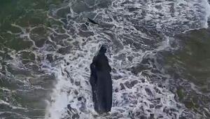 Gefährdeter Pottwal in Süd-Israel angespült: Obduktion soll Todesursache klären