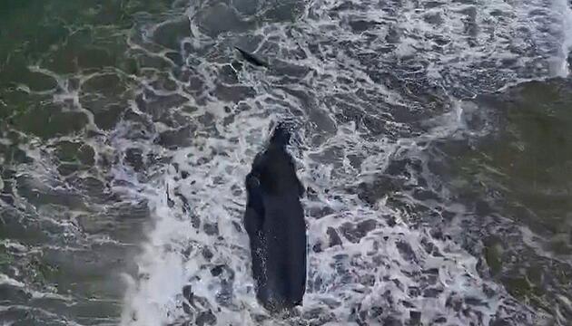 Gefährdeter Pottwal in Süd-Israel angespült: Obduktion soll Todesursache klären