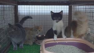 Krieg im Nahen Osten: Hunderte Haustiere einfach zurückgelassen