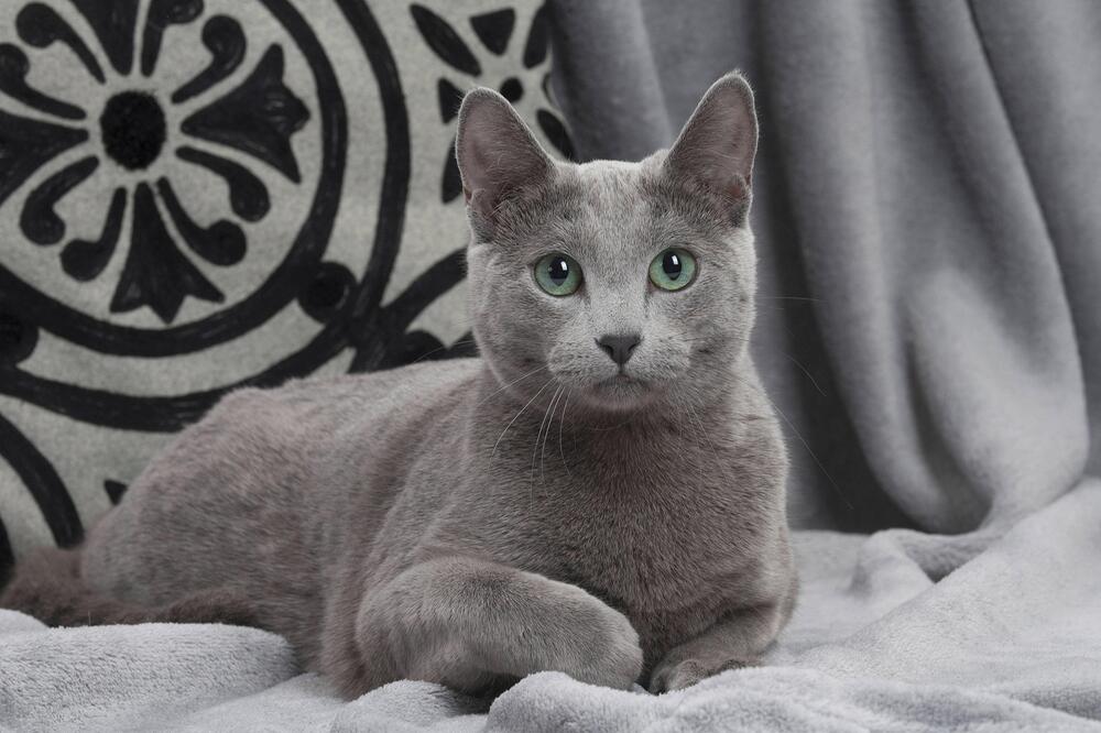 Katze, Russian Blue