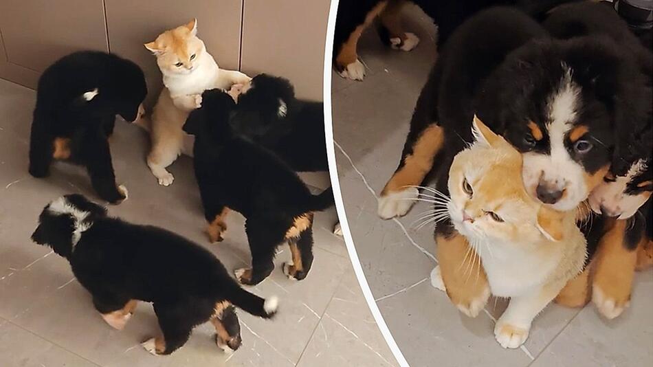Schmuseattacke: Welpenrudel fällt über perplexe Katze her