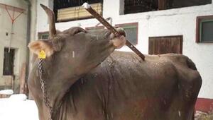 Wenn’s am Hintern kitzelt: Clevere Kuh weiß Abhilfe