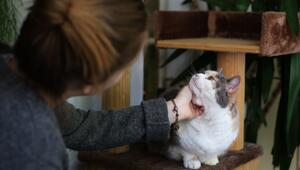 Frau streichelt eine Katze