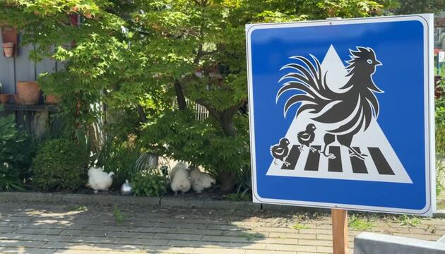 Zebrastreifen für Hühner: Handwerksmeister wird kreativ