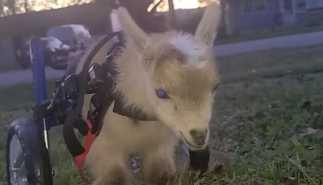 Herzerwärmend: Babyziege Tater lernt mit Rollstuhl die Welt zu entdecken