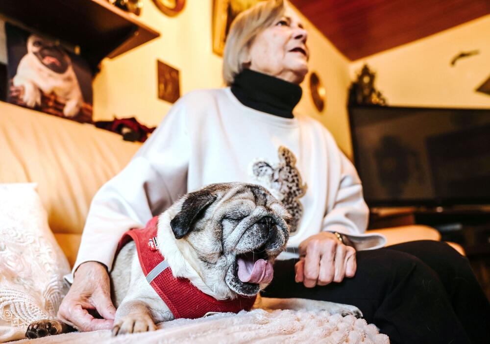 Demenz bei Haustieren - Mops Olli